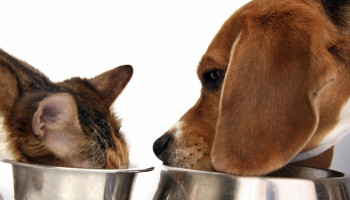 Nestlé Purina: R$ 1 bilhão para construção de parque industrial